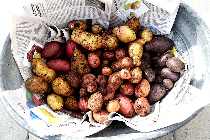 Ertragreiche Kartoffelernte (Oktober 2023)